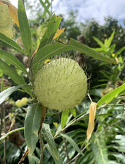 Image of Gomphocarpus physocarpus