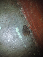 Eleutherodactylus cystignathoides