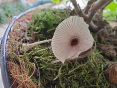 Leucocoprinus ianthinus