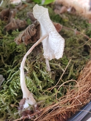 Leucocoprinus ianthinus