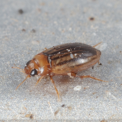 Neobidessus pullus