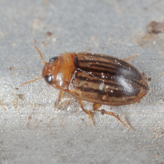Neobidessus pullus