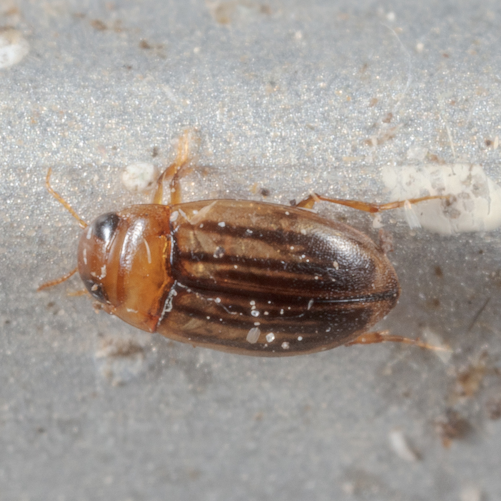 Neobidessus pullus floridanus