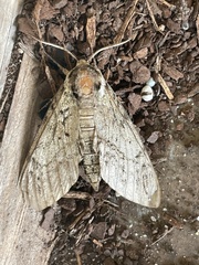 Ceratomia undulosa