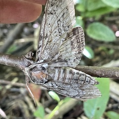 Ceratomia undulosa