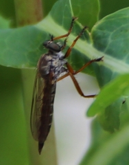 Neomochtherus pallipes