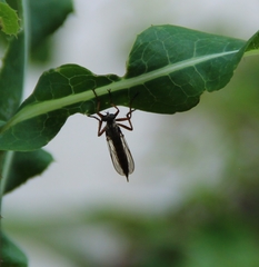 Neomochtherus pallipes