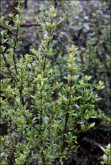 Coprosma nitida