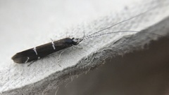 Athripsodes albifrons