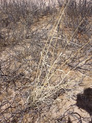 Sporobolus contractus