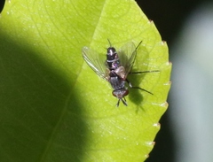 Clausicella setigera