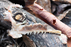Limanda aspera