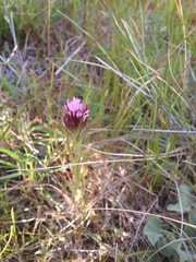 Castilleja densiflora densiflora