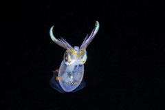 Sepioteuthis lessoniana