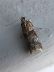 Acrobasis repandana