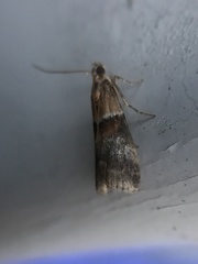 Acrobasis repandana