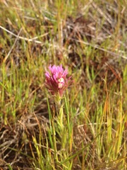 Castilleja densiflora densiflora