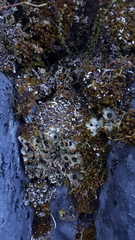 Solorina saccata