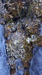 Solorina saccata