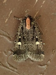 Abagrotis mirabilis