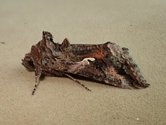 Autographa pseudogamma