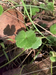 Hydrocotyle hirta