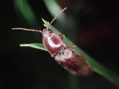 Conoderus lividus
