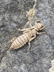 Ophiogomphus colubrinus