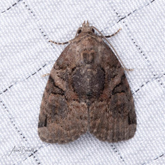 Pseudeustrotia indeterminata