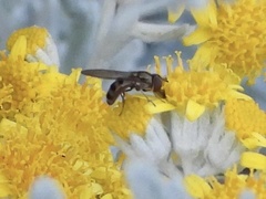 Platycheirus trichopus