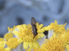 Platycheirus trichopus