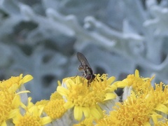 Platycheirus trichopus