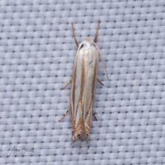 Polyhymno luteostrigella