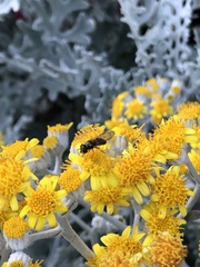 Platycheirus trichopus