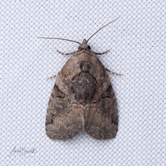 Pseudeustrotia indeterminata