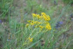 Senecio serra