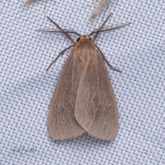 Pagara simplex