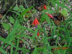 Bessera elegantissima