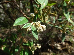 Pomaderris prunifolia