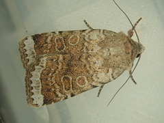 Abagrotis scopeops
