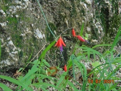 Bessera elegantissima