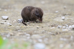 Sorex cinereus