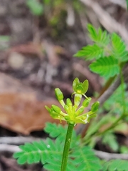 Malaxis javesiae reichei