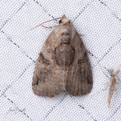 Pseudeustrotia indeterminata