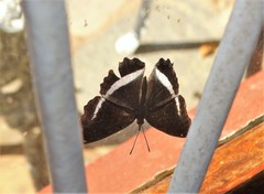 Eurytela hiarbas angustata