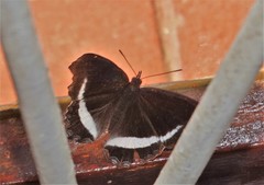 Eurytela hiarbas angustata