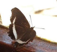 Eurytela hiarbas angustata