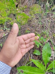 Malaxis javesiae reichei