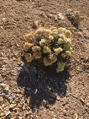 Eriogonum robustum
