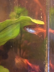 Hyphessobrycon amandae